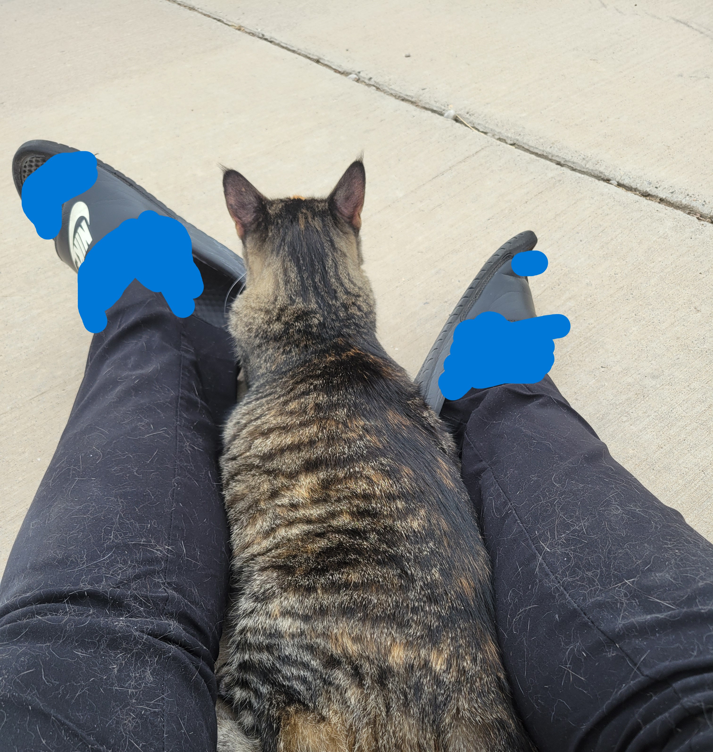 Cat hanging out between two human legs covered in black tights with alot of cat fur.